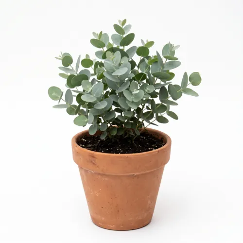 JUNAVERA Eucalyptus gunnii | 30 cm hoog | 12 cm pot | in terracottapot