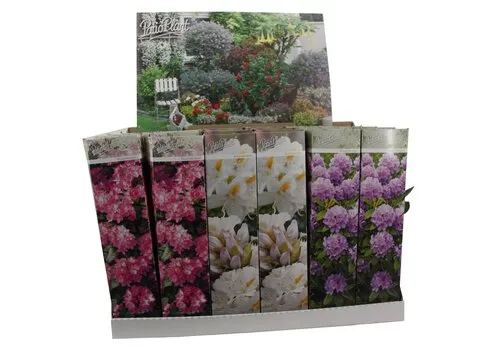 PatioPlant Rhododendron gemengd | diverse kleuren en soorten | ca. 10 tot 20 cm hoog | 9 cm pot | per stuk