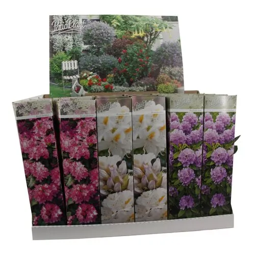 PatioPlant Rhododendron gemengd | diverse kleuren en soorten | ca. 10 tot 20 cm hoog | 9 cm pot | per stuk