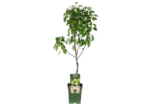 JUNAVERA Pyrus communis Doyenné du Comice halfstam | 100 cm hoog | 23 cm pot