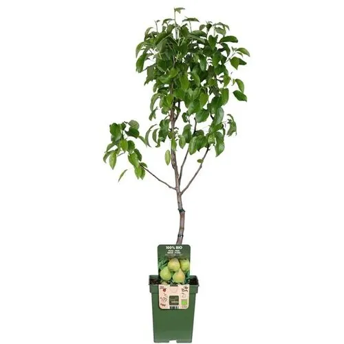 JUNAVERA Pyrus communis Doyenné du Comice halfstam | 100 cm hoog | 23 cm pot