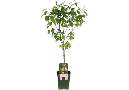 JUNAVERA Pyrus communis 'Conference' | perenboom halfstam | 100 cm hoog | 23 cm pot
