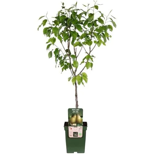 JUNAVERA Pyrus communis 'Conference' | perenboom halfstam | 100 cm hoog | 23 cm pot