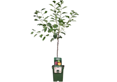 JUNAVERA Prunus domestica 'Opal' | pruimenboom halfstam | 100 cm hoog | 23 cm pot
