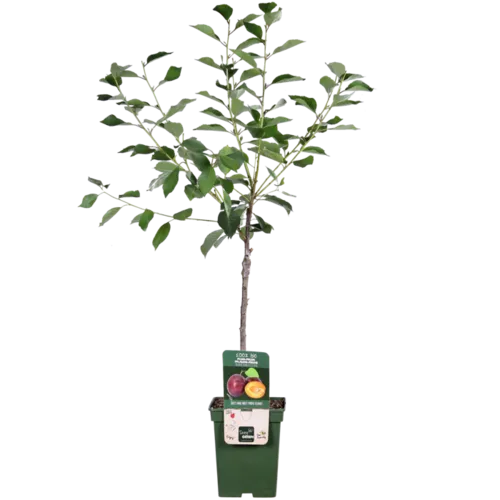 JUNAVERA Prunus domestica 'Opal' | pruimenboom halfstam | 100 cm hoog | 23 cm pot