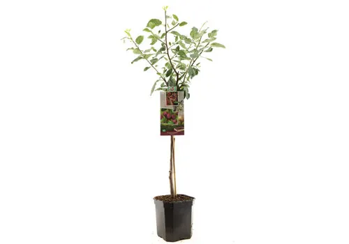 JUNAVERA Prunus domestica 'Victoria' | Pruimenboom halfstam | 100 cm hoog | 23 cm pot