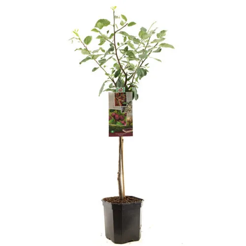 JUNAVERA Prunus domestica 'Victoria' | Pruimenboom halfstam | 100 cm hoog | 23 cm pot