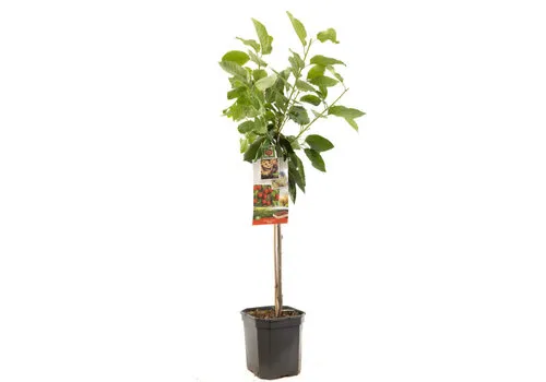 JUNAVERA Prunus avium Stella | Kersenboom halfstam | 100 cm | 23 cm pot