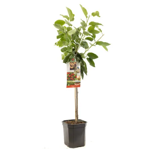 JUNAVERA Prunus avium Stella | Kersenboom halfstam | 100 cm | 23 cm pot