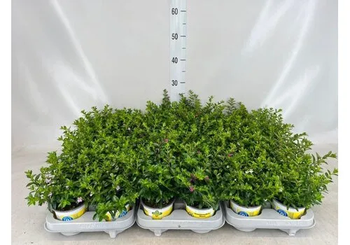JUNAVERA Combinatieplant Cuphea hyssopifolia & Euphorbia chamaesyce | roze en wit | 13 cm pot | ca. 15 tot 25 cm hoog