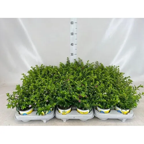 JUNAVERA Combinatieplant Cuphea hyssopifolia & Euphorbia chamaesyce | roze en wit | 13 cm pot | ca. 15 tot 25 cm hoog