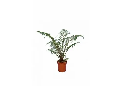 JUNAVERA Cyathea tomentosissima | Boomvaren | 35 cm hoog | 14 cm pot