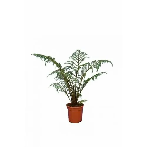 JUNAVERA Cyathea tomentosissima | Boomvaren | 35 cm hoog | 14 cm pot