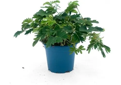 JUNAVERA Mimosa pudica | Kruidje roer me niet | 12 cm hoog | 9 cm pot