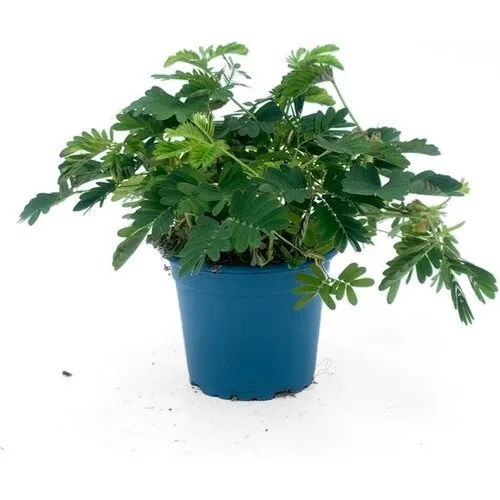 JUNAVERA Mimosa pudica | Kruidje roer me niet | 12 cm hoog | 9 cm pot