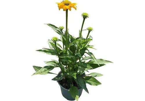 JUNAVERA Echinacea zonnehoed geel | 13 cm pot | ca. 20 tot 30 cm hoog