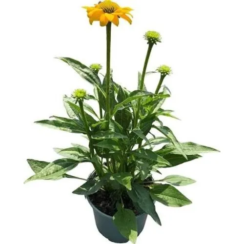 JUNAVERA Echinacea zonnehoed geel | 13 cm pot | ca. 20 tot 30 cm hoog
