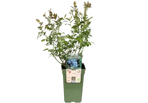 JUNAVERA BIO Blauwe Bosbes Vaccinium Buddy Blue | ca. 30 cm hoog | 13 cm pot