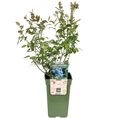 JUNAVERA BIO Blauwe Bosbes Vaccinium Buddy Blue | ca. 30 cm hoog | 13 cm pot