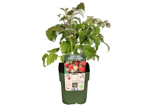 JUNAVERA BIO Framboos Malling Promise | 45 cm hoog | 13 cm pot