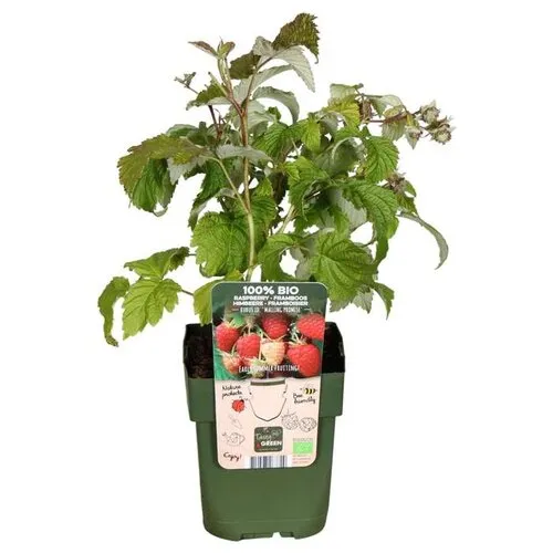 JUNAVERA BIO Framboos Malling Promise | 45 cm hoog | 13 cm pot