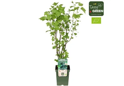 JUNAVERA BIO zwarte bes Cassissima Black Marble | 13 cm pot | ca. 25 cm hoog