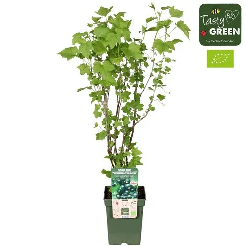 JUNAVERA BIO zwarte bes Cassissima Black Marble | 13 cm pot | ca. 25 cm hoog
