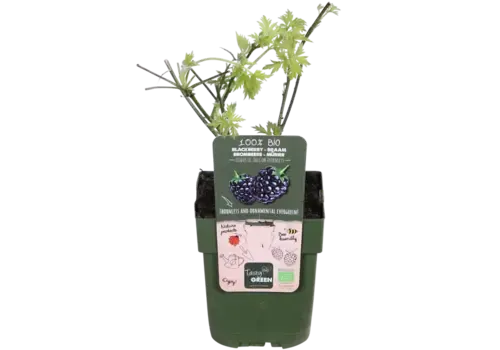 JUNAVERA BIO Braam Oregon Thornless | Rubus fruticosus | 30 tot 40 cm hoog | 13 cm po
