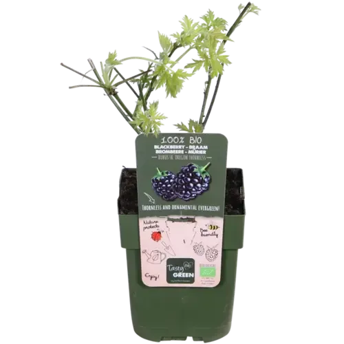 JUNAVERA BIO Braam Oregon Thornless | Rubus fruticosus | 30 tot 40 cm hoog | 13 cm po