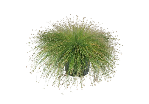 JUNAVERA Isolepis cernua | Moerasplant | 30 cm hoog | 10 cm pot