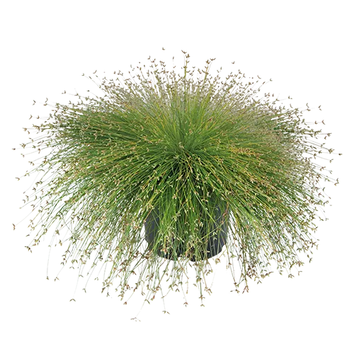 JUNAVERA Isolepis cernua | Moerasplant | 30 cm hoog | 10 cm pot