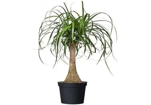 JUNAVERA Nolina Beaucarnea recurvata met meerdere kronen | 23 cm pot | ca. 85 cm hoog
