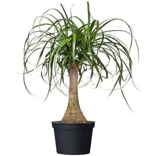 JUNAVERA Nolina Beaucarnea recurvata met meerdere kronen | 23 cm pot | ca. 85 cm hoog