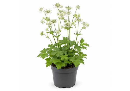 JUNAVERA Astrantia major 'Shaggy' | Wit zeeuws knoopje | 17 cm pot | 35 cm hoog