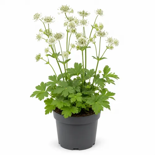 JUNAVERA Astrantia major 'Shaggy' | Wit zeeuws knoopje | 17 cm pot | 35 cm hoog