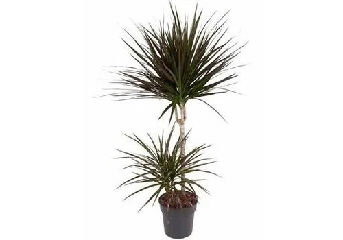 JUNAVERA Dracaena marginata 'Magenta' | 21 cm pot | 90 cm hoog | 2 stammen met elk 3 kronen