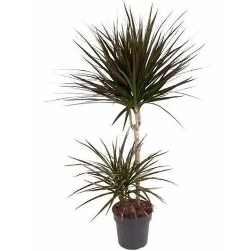 JUNAVERA Dracaena marginata 'Magenta' | 21 cm pot | 90 cm hoog | 2 stammen met elk 3 kronen