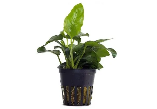 Aquaflora Anubias barteri var. nana
