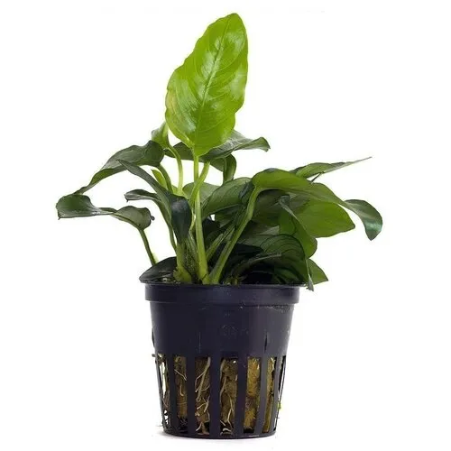 Aquaflora Anubias barteri var. nana
