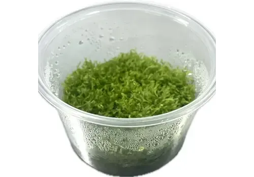 HS Aqua Riccia fluitans