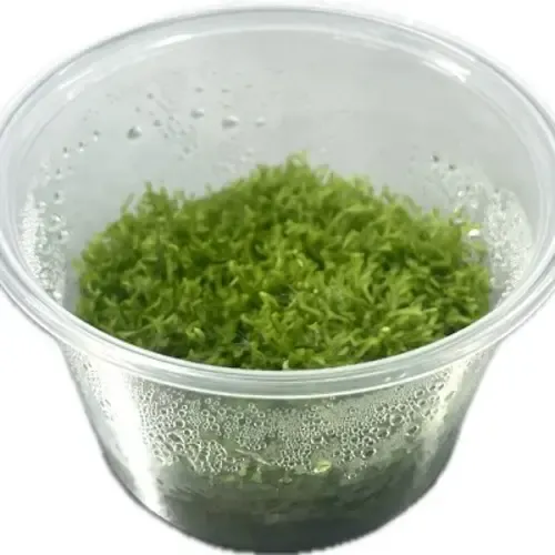 HS Aqua Riccia fluitans