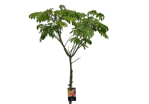 JUNAVERA Albizia julibrissin | Slaapboom op stam | 230 cm hoog | 27 cm pot