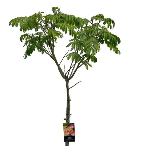 JUNAVERA Albizia julibrissin | Slaapboom op stam | 230 cm hoog | 27 cm pot