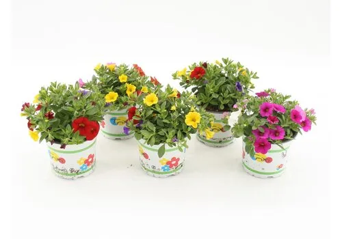 JUNAVERA Calibrachoa Celebration Karneval | gemengde kleuren | 15 cm hoog | 12 cm pot | per stuk