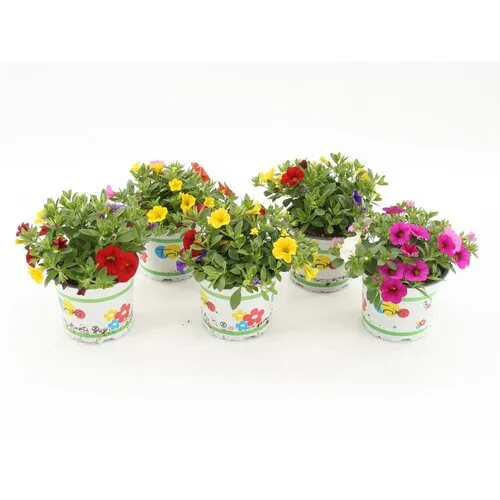 JUNAVERA Calibrachoa Celebration Karneval | gemengde kleuren | 15 cm hoog | 12 cm pot | per stuk