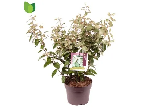 JUNAVERA Elaeagnus x ebbingei | Olijfwilg | 50 cm hoog | 23 cm pot