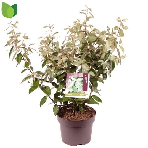 JUNAVERA Elaeagnus x ebbingei | Olijfwilg | 50 cm hoog | 23 cm pot