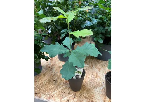 JUNAVERA Quercus robur | Zomereik | 28 cm hoog | 9 cm pot
