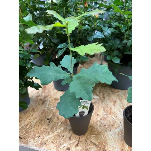JUNAVERA Quercus robur | Zomereik | 28 cm hoog | 9 cm pot