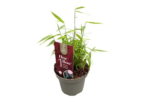 JUNAVERA Fargesia Jiuzhaigou 1 | Rode bamboe | 10 cm pot